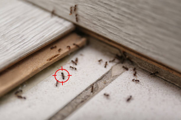Flea Control Services in Camp Springs, MD